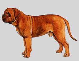 犬を家族に迎える前に